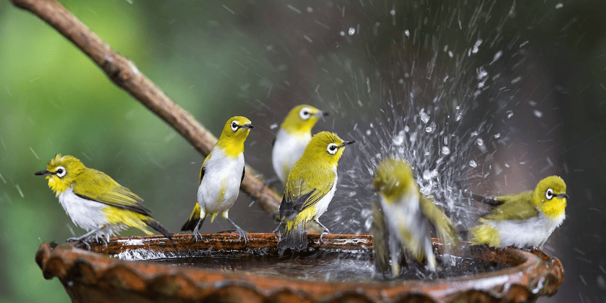 15 Unique DIY Bird Bath Ideas & How to Make Bird Bath