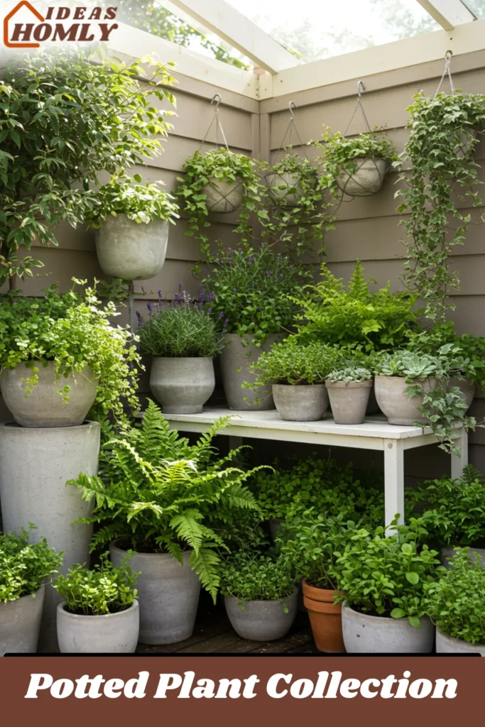 Potted Plant Collection For back porch decoration