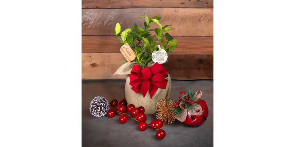 Christmas Neighbor Gift Ideas