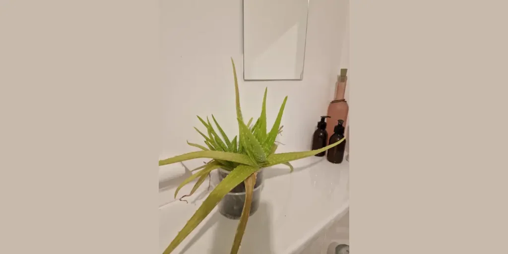 Aloe Vera for Practical Beauty