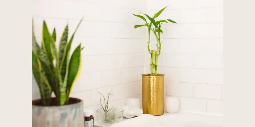 Bamboo for a Calm, Zen Look