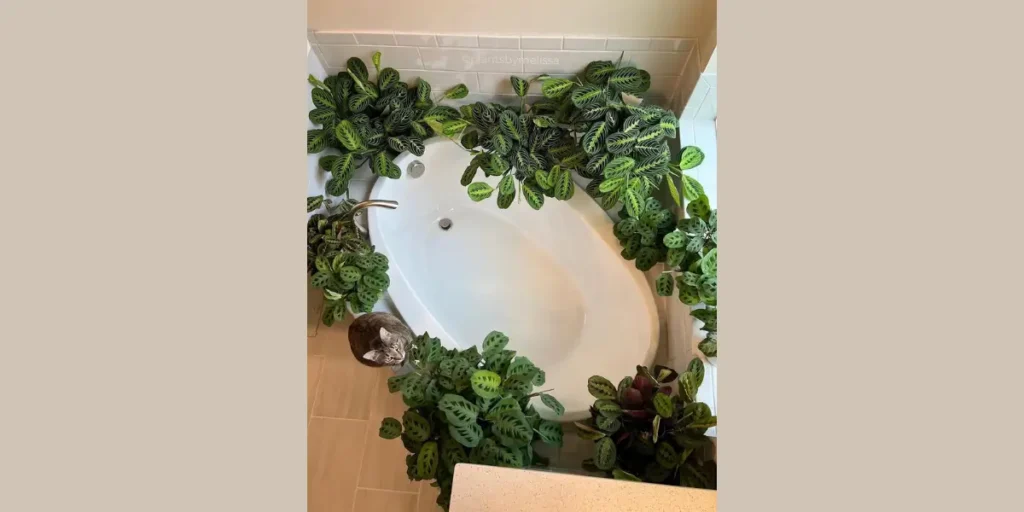 Calathea for Decorative Foliage