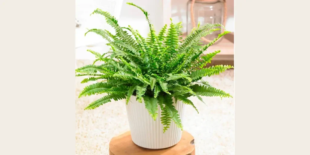 Ferns for a Spa-Like Atmosphere