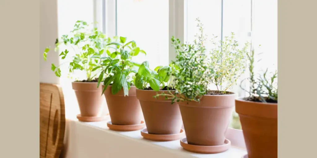 Herbs Like Mint or Basil for Freshness