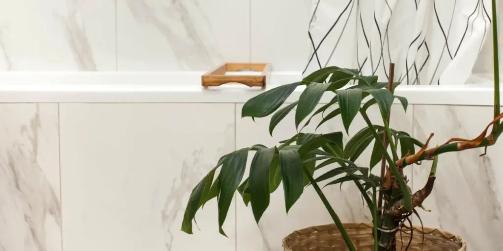 Monstera for Bold Visual Impact