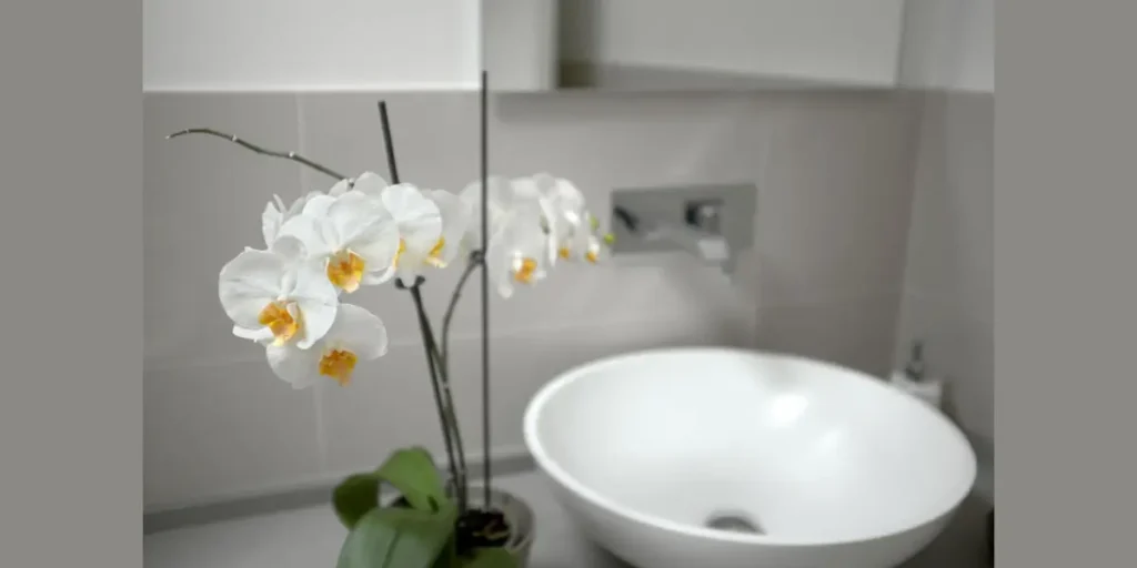 Orchids for a Refined Touch
