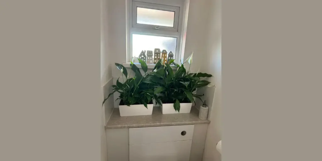 Peace Lily for Elegance and Balance