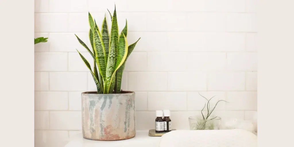 Snake Plant for Effortless Greenery