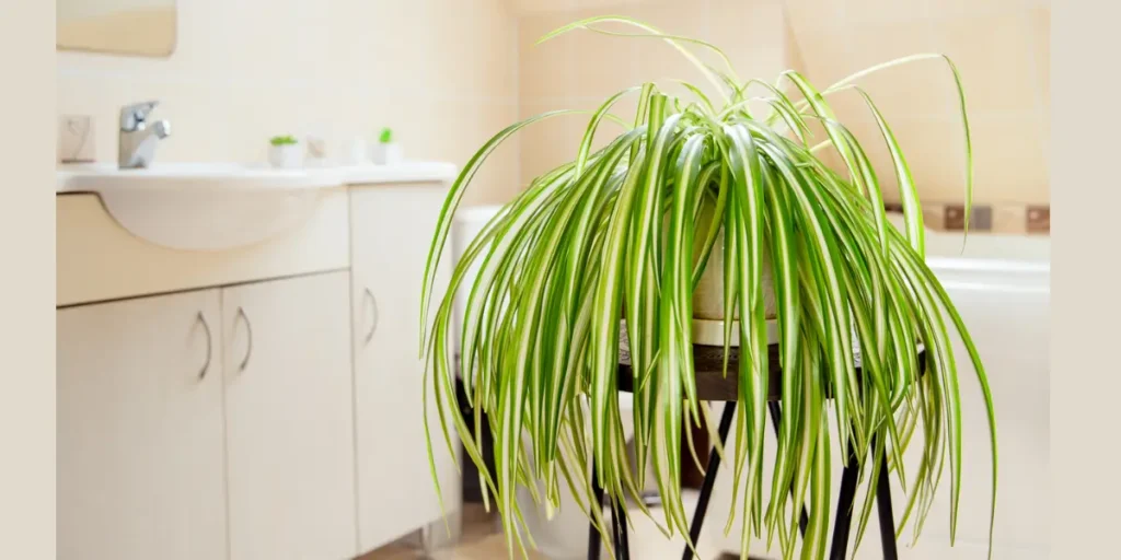 Spider Plant for Easy Maintenance