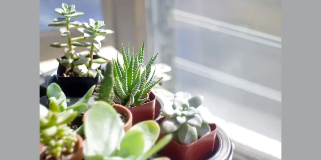 Succulents for Bright Bathrooms