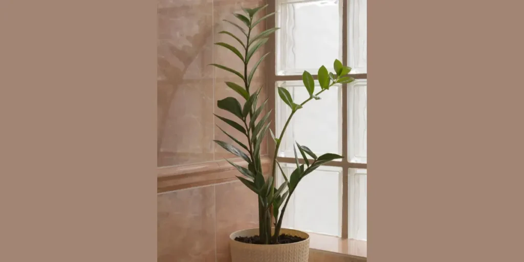 ZZ Plant for Low-Light Bathrooms