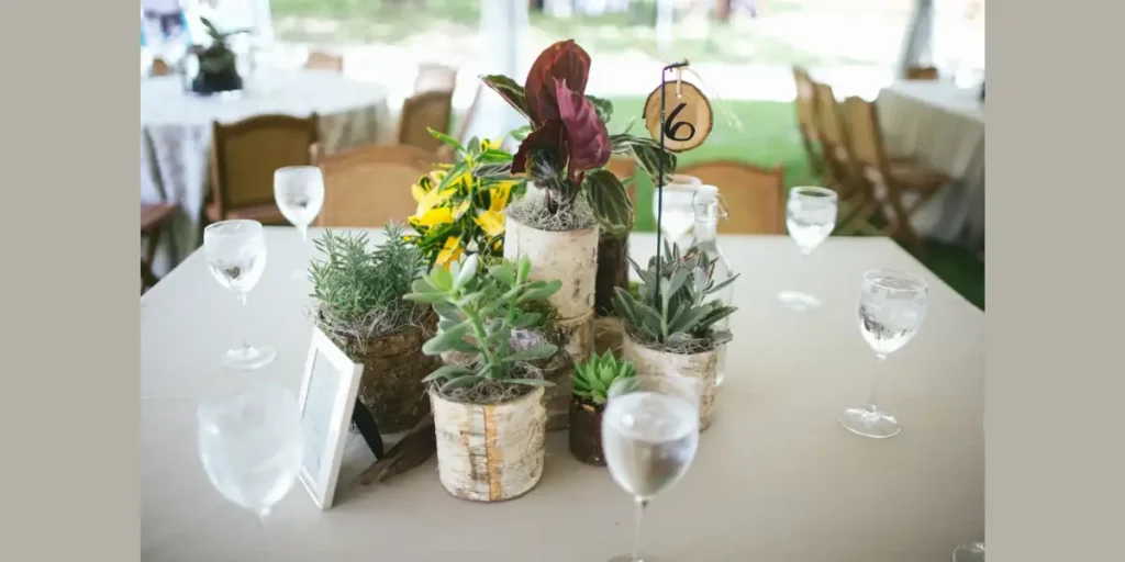 Potted Plant Arrangement