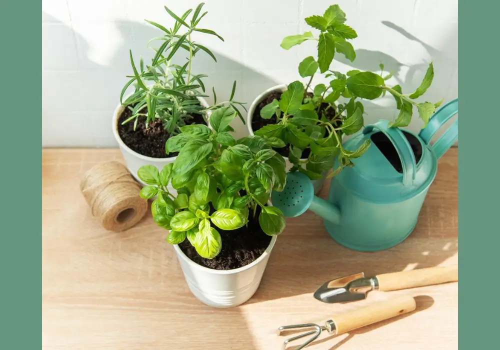 Fresh Herbs in Small Pots
