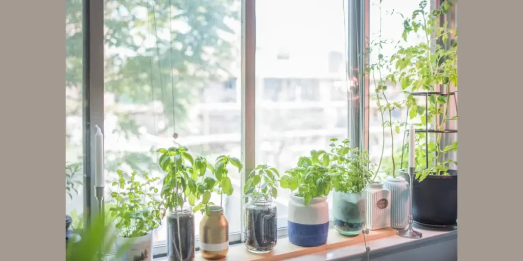 Herb Garden on the Window