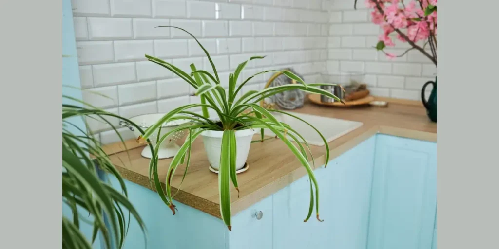 Indoor Plants in the Kitchen