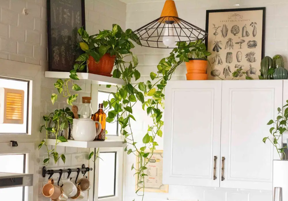 Indoor Plants or Herbs
