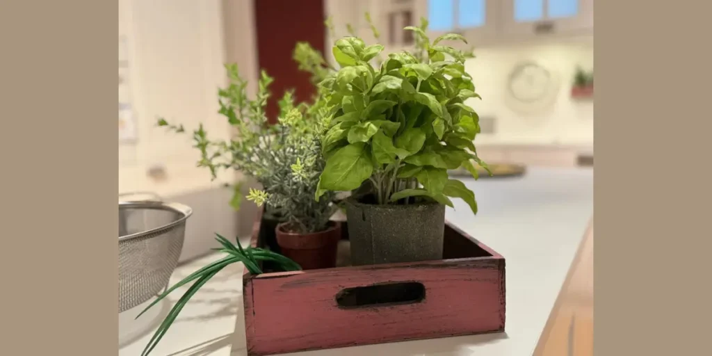 Plant Decor Kitchen Shelves