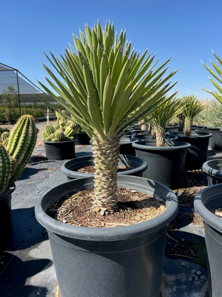 Architectural Yucca For Low Water Use