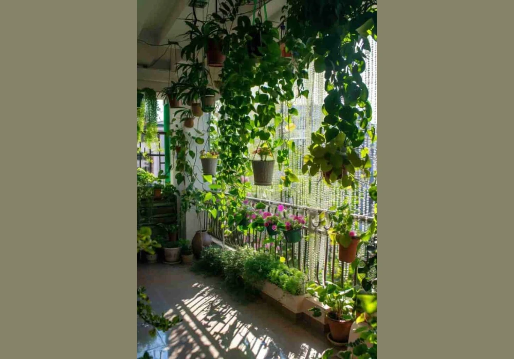 Balcony Plant Ideas for Green and Fresh Outdoor Space