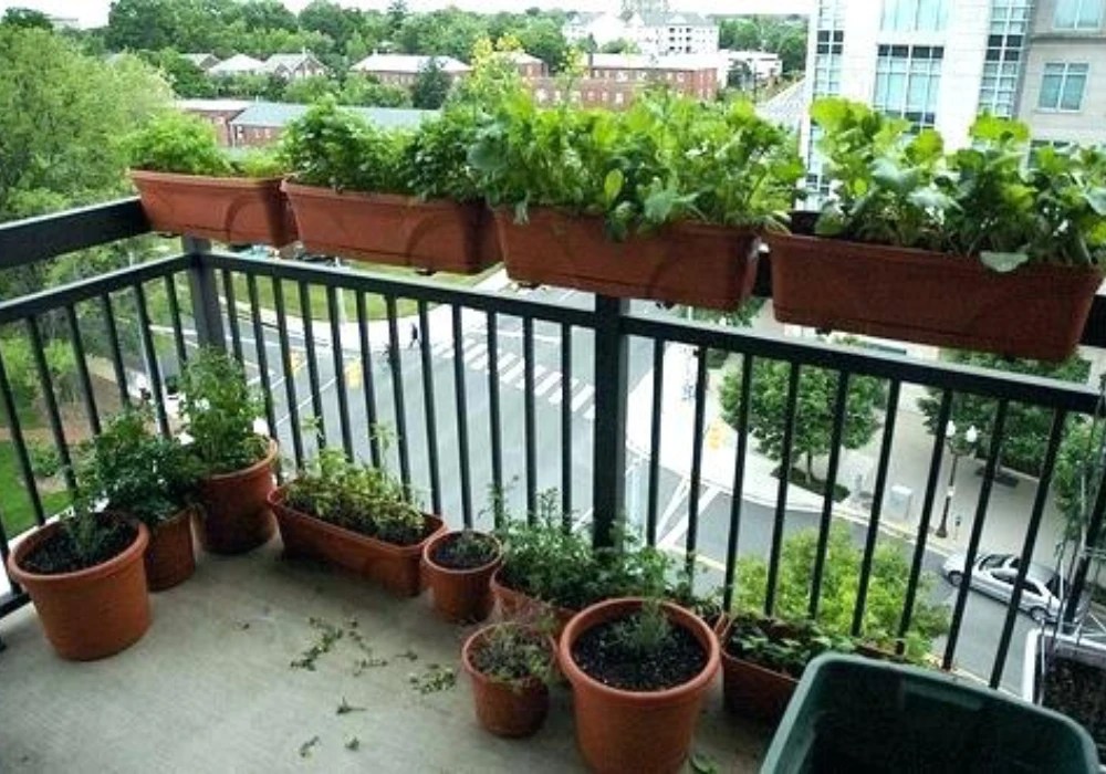 Balcony Plant Shelf Arrangement for Organized Green Look