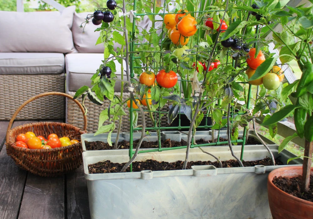 Balcony Vegetable Garden Pest Control Ideas