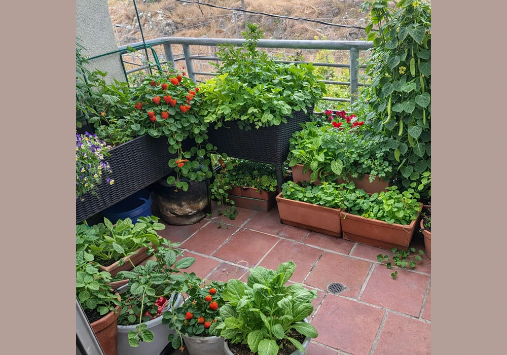 Balcony Vegetable Garden Sunlight Planning Ideas