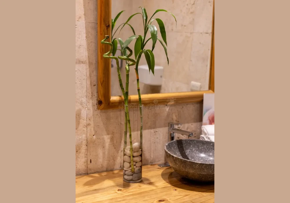 Bamboo Plant for a Calm Spa Feel