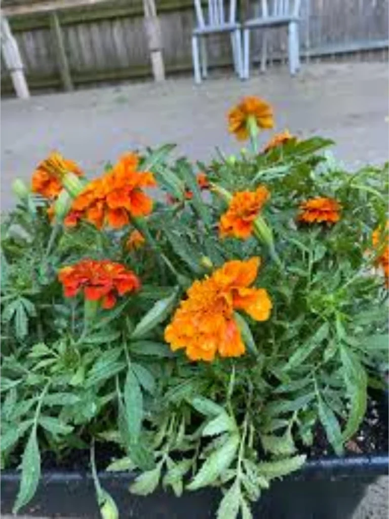 Bold And Sun-Loving Marigolds
