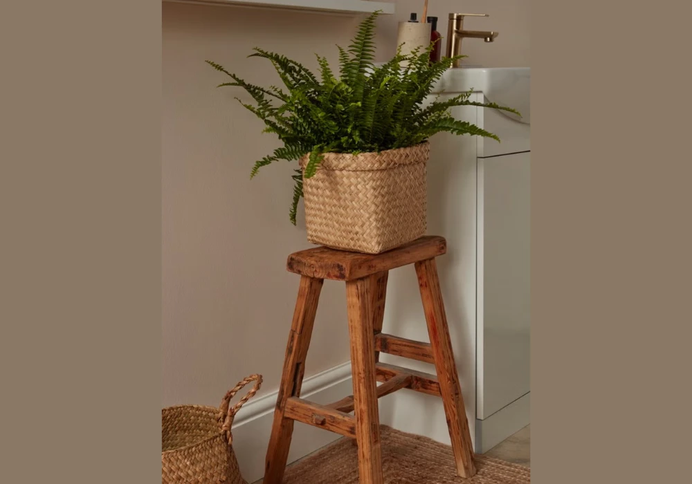 Boston Fern for a Lush Look