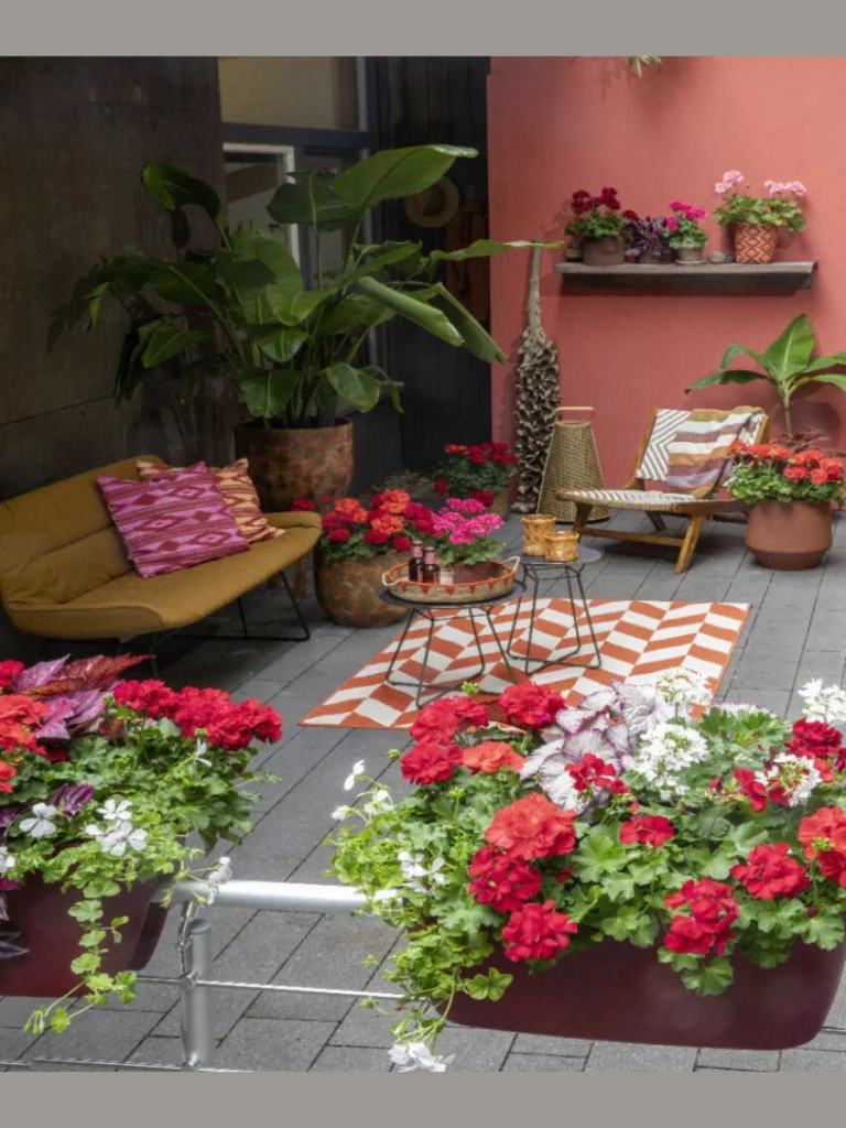 Bright Red Geraniums for Sunny Spots