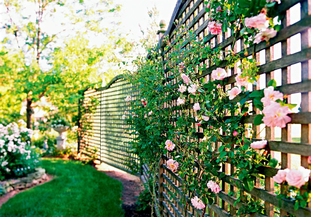 Climbing Plants on Trellis for Natural Privacy Cover
