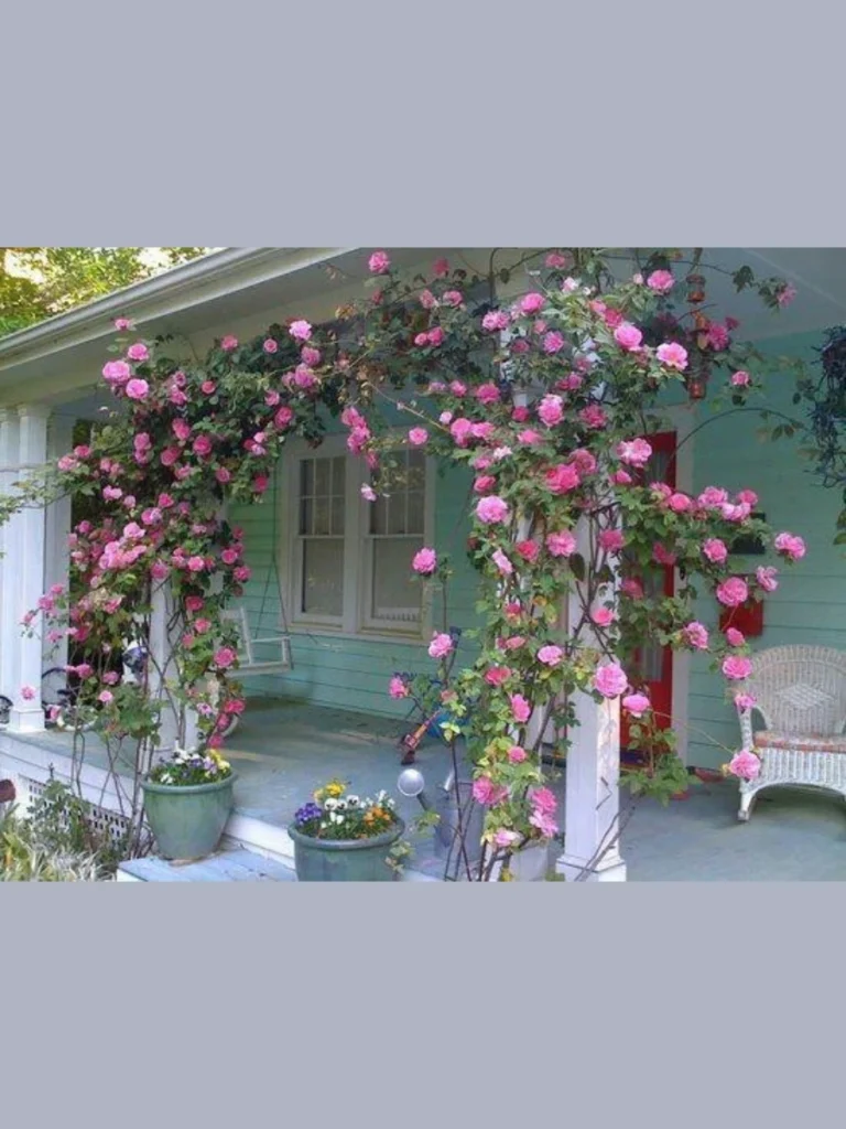 Climbing Rose Pillars