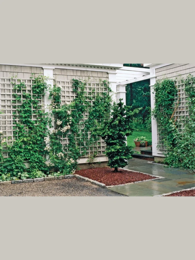 Climbing Vines on Trellises