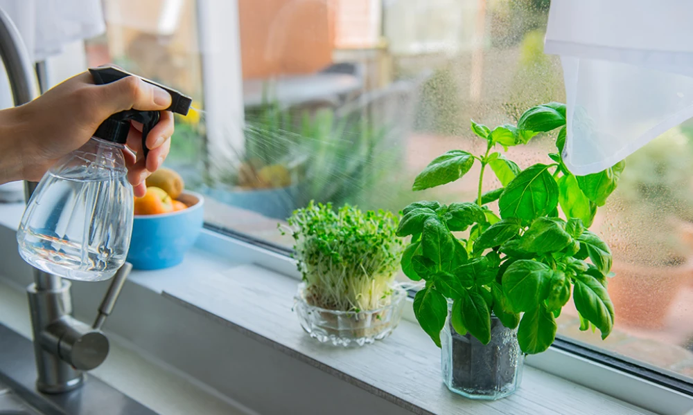 Create an Indoor Herb Garden