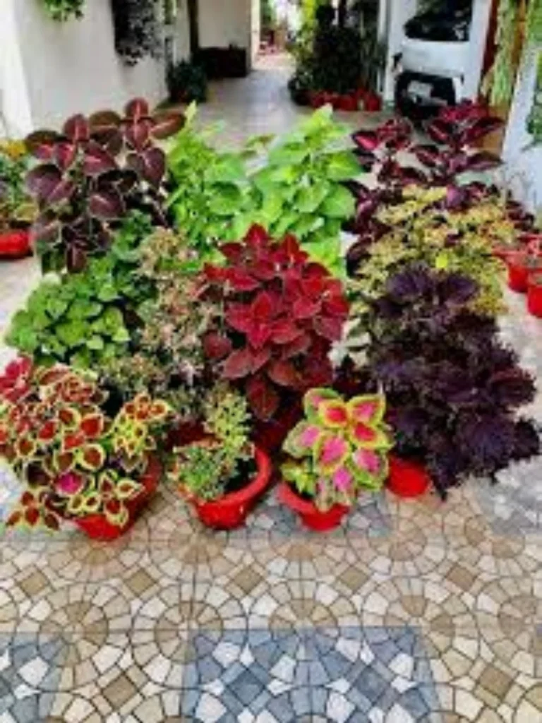 Dramatic Coleus for Bold Foliage Colors