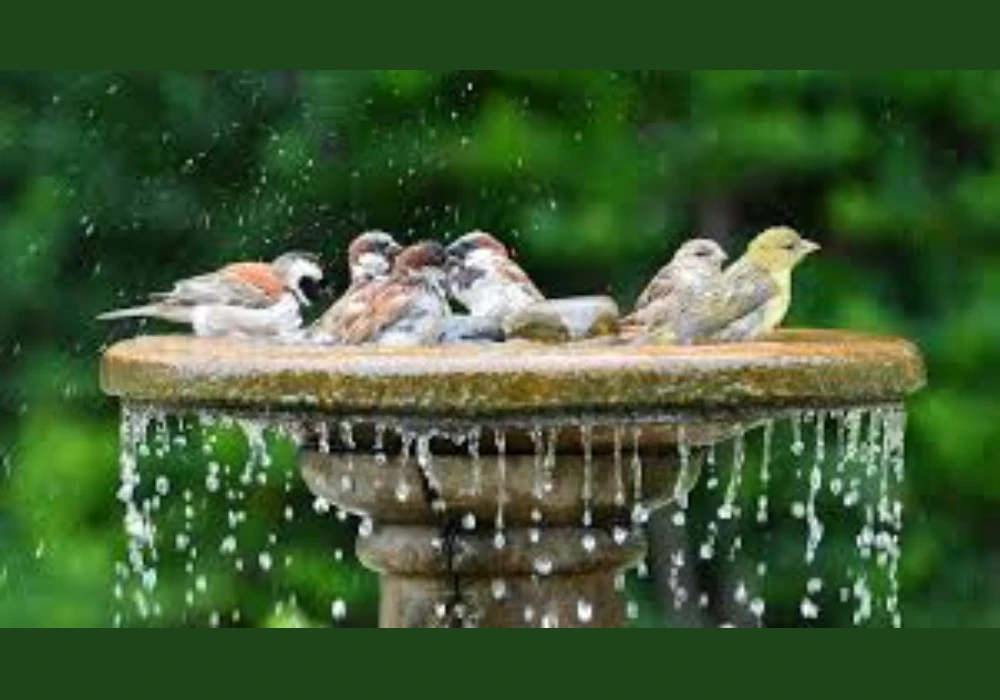 Drip Water Bird Bath Idea