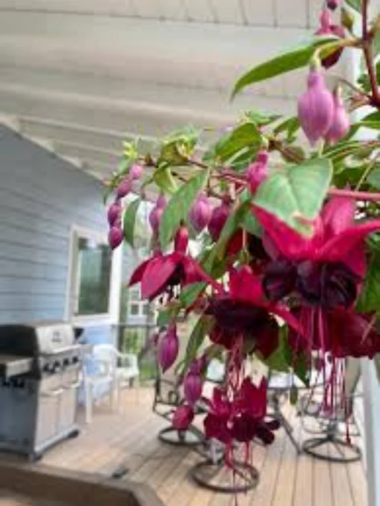 Elegant Hanging Fuchsia for Humming birds
