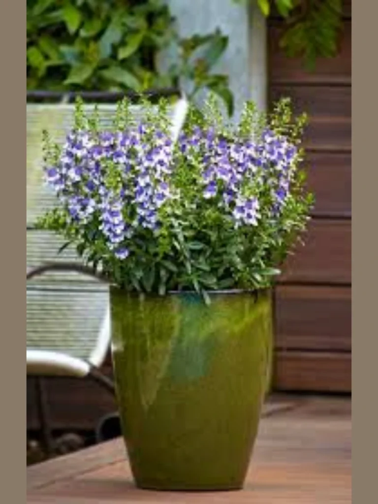 Elegant and Upright Angelonia Summer Snapdragons