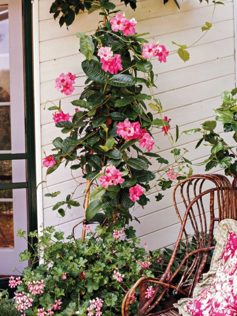 Exotic Mandevilla Vines for Vertical Height