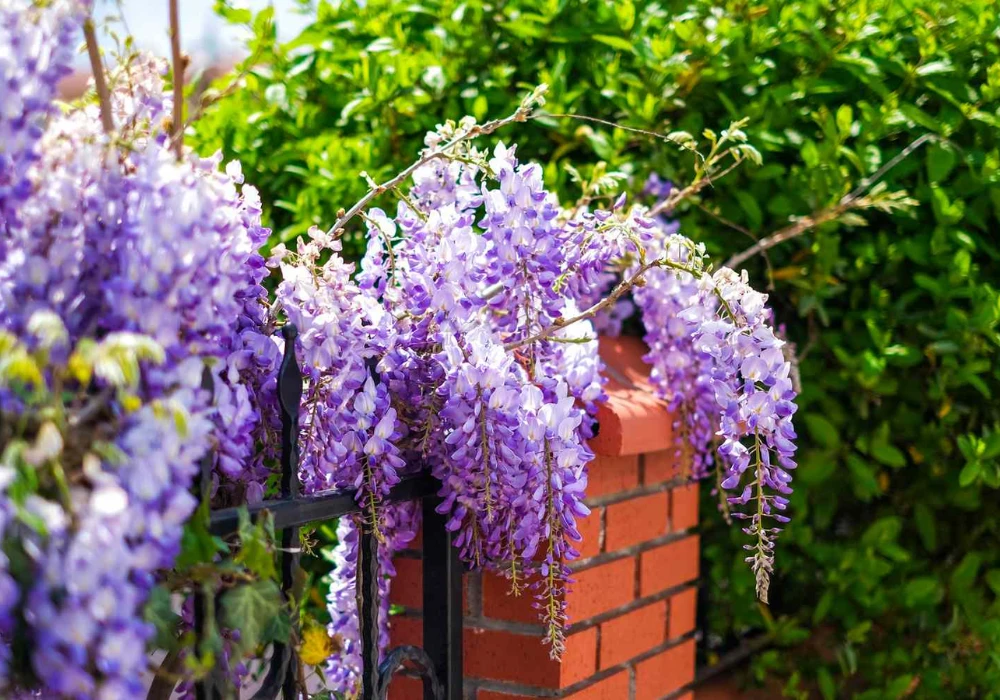 Fast-Growing Trellis Plants Ideas for Quick Green Coverage