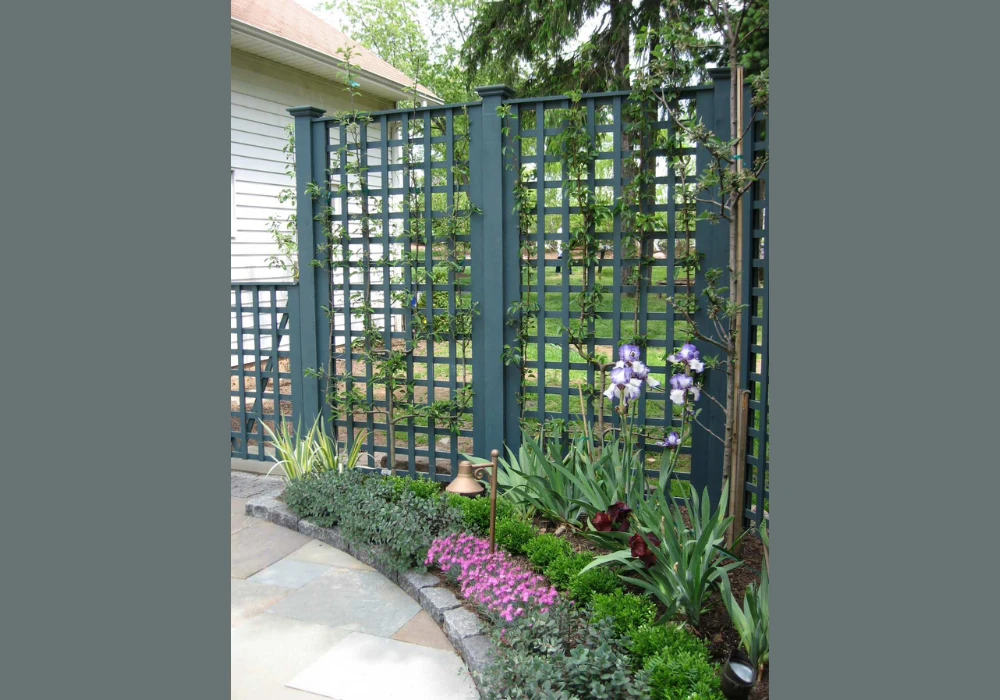 Fence Trellis Garden Ideas for Privacy and Green Cover