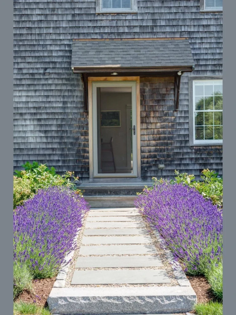 Fragrant Lavender Rows For Sunny Steps