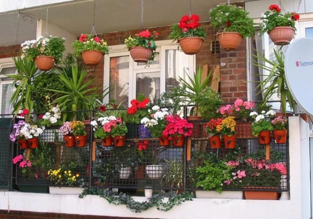 Hanging Basket Plants for Balcony Decoration