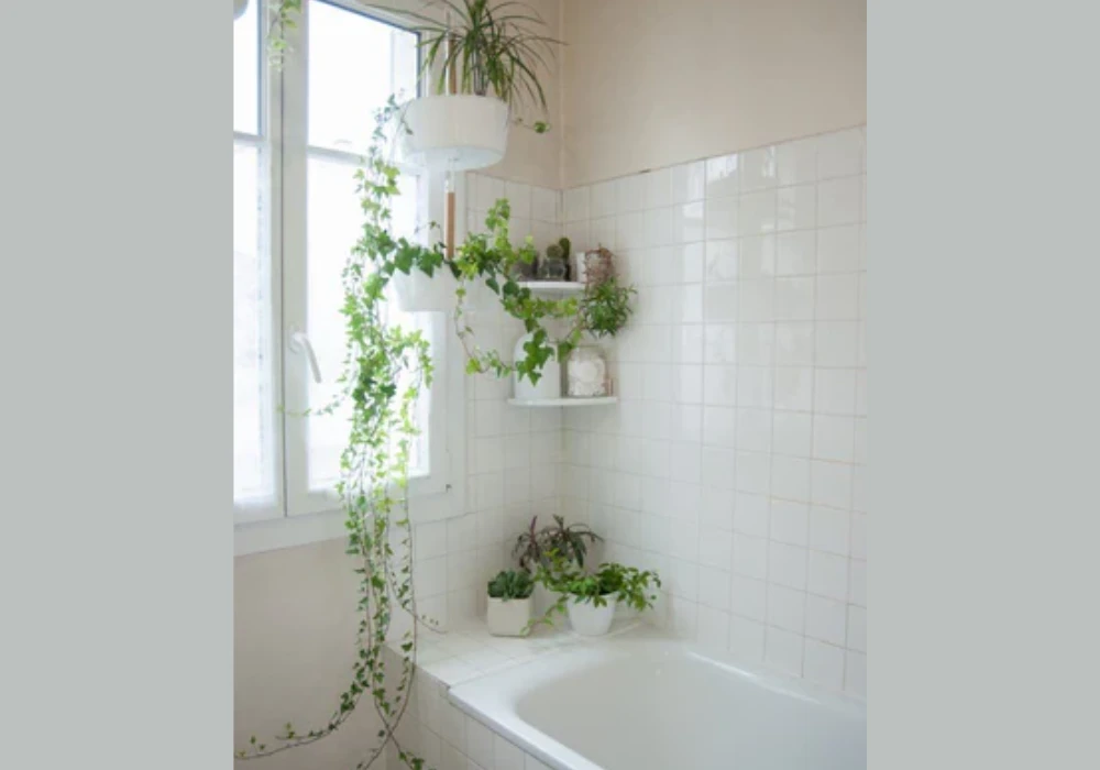 Hanging Pothos for a Soft Look