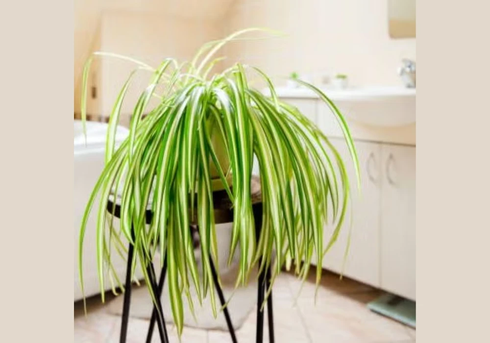Hanging Spider Plant in a Corner