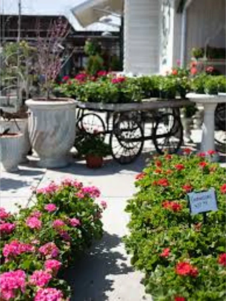 Hardy and Reliable Garden Geraniums