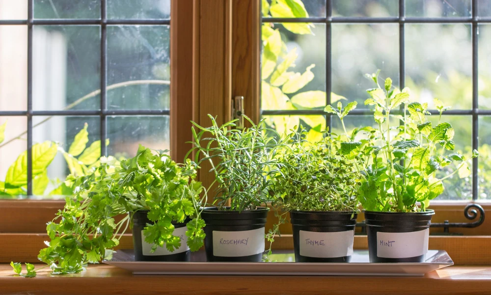 Herb Gardens on Your Kitchen Windowsill