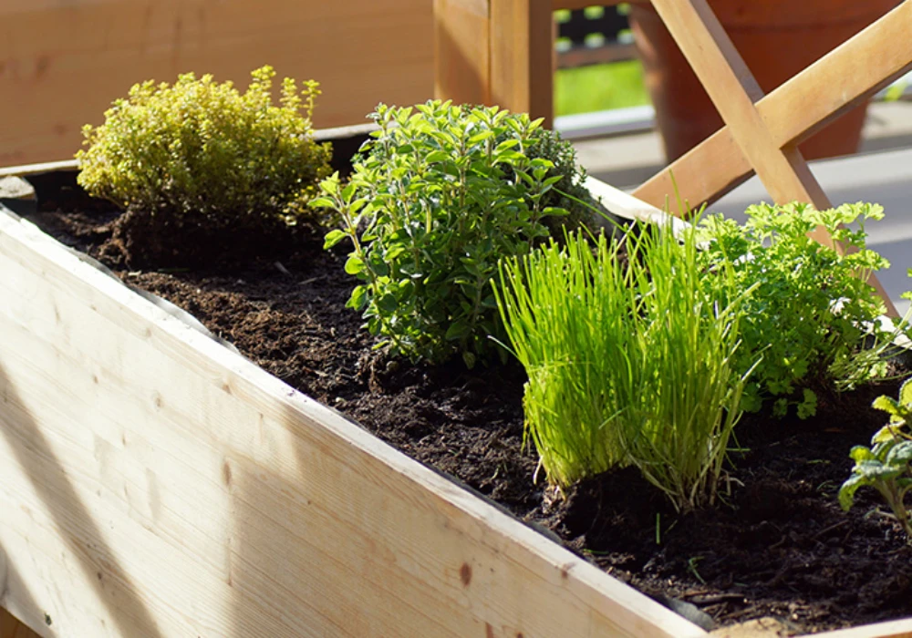 Herb and Edible Container Gardening for Daily Use