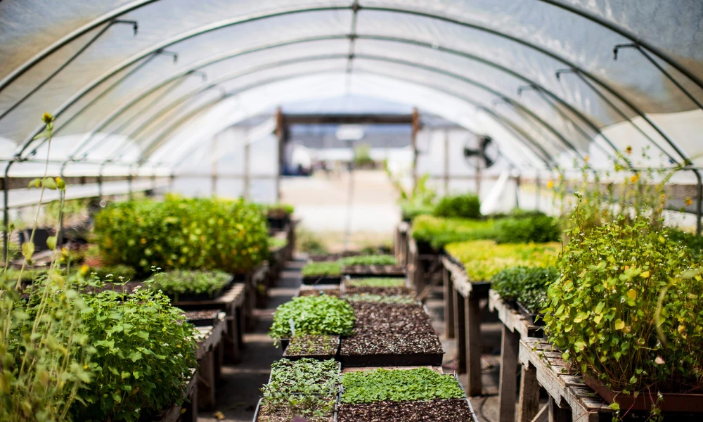Indoor Greenhouse for Year-Round Gardening