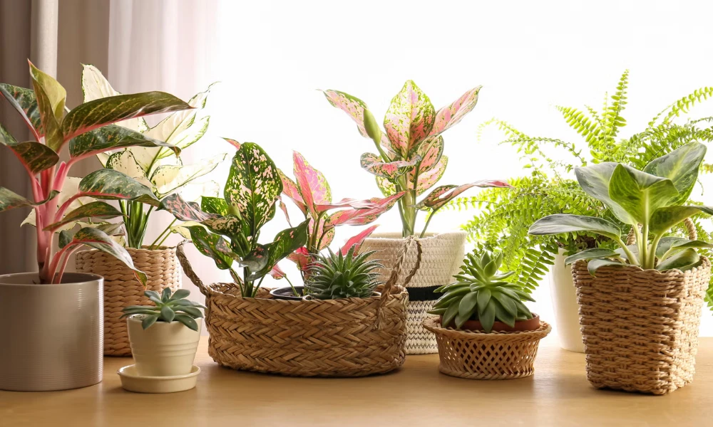 Add Indoor Plants for a Fresh Look
